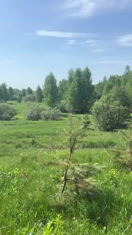 The video presents a scenic view of a grassy field interspersed with young trees, bushes, and an area of denser woodland in the background. The field is covered in vibrant green grass and dotted with small pine trees. Several clumps of low bushes are scattered throughout the field, adding texture and variety to the landscape. In the distance, a line of taller green trees forms the edge of a more wooded area. The sky is a bright blue, with a few wispy white clouds adding depth and interest to the scene. The overall impression is one of a tranquil, natural environment on a sunny day. No people are present.