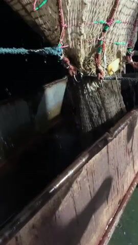 A close-up shot shows a fishing net being lowered into a dark body of water, presumably from a boat. The net is made of a light-colored mesh and is attached to ropes that are visible at the top of the frame. A person's hand, wearing a light-colored garment, is seen holding onto the net, assisting in its descent. The boat's wooden interior, weathered and dark, forms the bottom and right side of the frame. Water is visible within the boat, and splashes can be seen as the net enters the water. The overall lighting suggests it is nighttime or a dimly lit environment.