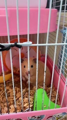 The video shows a close-up shot of a golden hamster inside a pink and white wire cage. The cage is filled with wood shavings, and there is an orange running wheel attached to the back wall. A small yellow dish and a green plastic triangle-shaped toy are also visible within the cage. The hamster is sitting in the center of the frame, looking directly at the camera.