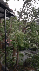Severe rainstorm batters Rishikesh with strong winds, heavy rain