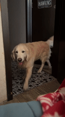 Golden retriever enters bedroom, approaches person in Tbilisi