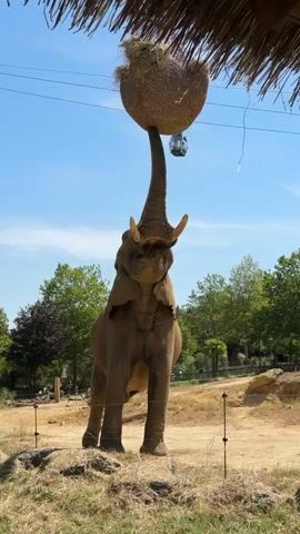 A full-body shot of an elephant standing in an outdoor enclosure. The elephant is reaching up with its trunk to grasp a large, woven basket filled with hay that is hanging from a straw-covered roof structure. The basket is suspended by a wire, and a small, glass-enclosed cable car is visible in the background. The elephant's tusks are visible, and it appears to be looking upwards at the basket. The enclosure has dry grass and some rocky areas, with trees and a clear blue sky in the background.