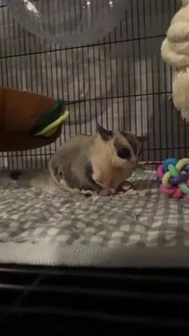 A sugar glider is perched on a grey and white checkered blanket inside a cage. The sugar glider is facing forward and appears to be eating. To the left of the sugar glider is a brown fabric item with a green accent. To the right of the sugar glider is a colorful toy. The background of the cage is composed of black metal bars.