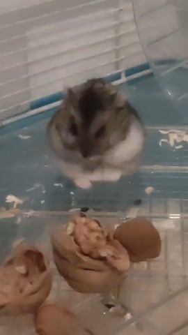 A small hamster with gray and white fur is grooming itself in a cage. It is sitting upright and appears to be licking its paws. In the foreground of the cage, there are several walnuts, some broken open. The cage has a clear plastic bottom and metal bars. A blurred circular object, possibly a hamster wheel, is visible in the background. The lighting is somewhat dim.
