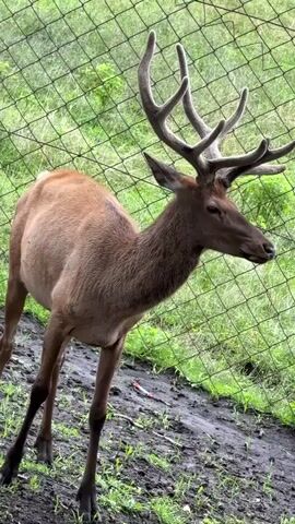 A stag with large antlers is standing on a muddy incline. It is facing to the right of the frame and its head is turned towards the camera. The stag has brown fur and is looking down. There is a green mesh fence behind the stag, and beyond the fence, there is green foliage.