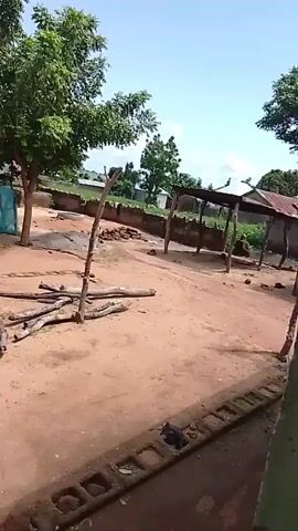 The video shows a rural outdoor scene. A large tree with green leaves stands in the center of the frame. Scattered on the dusty ground are several pieces of firewood and a tall wooden pole. Behind the tree, a blue net is draped over a structure. To the left, part of a building with a white wall and a corrugated metal roof is visible, with a window covered by a metal sheet. In front of this building, two pieces of fabric with red and yellow patterns are hanging on a brick wall. The ground is a mix of dirt and some scattered bricks. In the background, more buildings with thatched or corrugated roofs are visible, along with some greenery and a blue sky. The camera movement is somewhat shaky and panning.