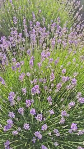 This is a close-up, handheld video of lavender bushes. The camera pans across the plants, showing their purple flowers and green stems. The lighting suggests it is daytime, possibly early morning or late afternoon, with sunlight filtering through the plants, creating a soft, hazy effect. The background is out of focus, but appears to be more lavender or other greenery. There are no people or animals visible in the video.