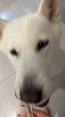 Pet dogs captured in quiet indoor moments in Montenegro