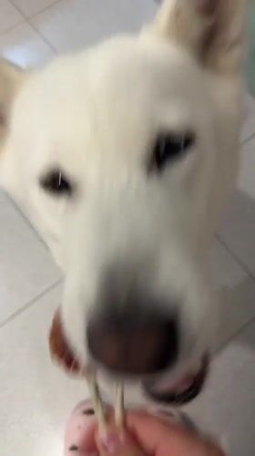 Pet dogs captured in quiet indoor moments in Montenegro