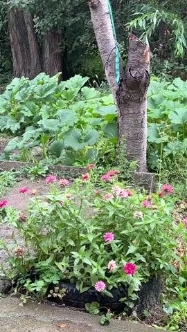 The video shows a patch of garden with several zinnias in bloom. The zinnias are planted in a black tire. In the background, there are large green plants, a tree trunk with a piece of green tape around it, and two other tree trunks. The scene is outdoors and appears to be a cloudy day.