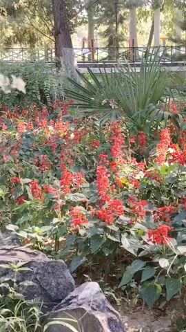 The video shows a vibrant bed of red flowers, likely salvia, in a garden setting. Tall trees with light-colored bark are visible in the background, casting shadows and dappled sunlight on the scene. Some large, grey rocks are in the foreground. Further back, a wooden bench with ornate carvings and decorative cushions is set against a backdrop of trees and a fence. The overall impression is one of a tranquil, sunlit garden.