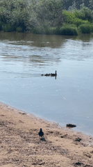 Morning park life along Orenburg's riverside with ducks and recreation