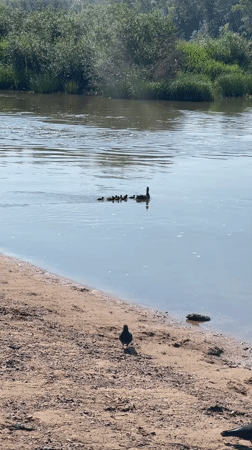 Morning park life along Orenburg's riverside with ducks and recreation