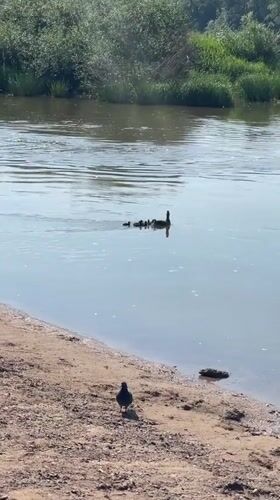 Morning park life along Orenburg's riverside with ducks and recreation