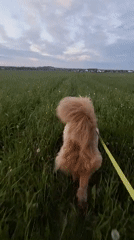 Dog walks through grassy field on leash in Timmolovo
