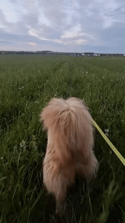 Dog walks through grassy field on leash in Timmolovo