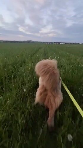 Dog walks through grassy field on leash in Timmolovo