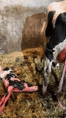 Newborn calf and mother in a Bulgarian barn, just after birth