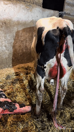 Newborn calf and mother in a Bulgarian barn, just after birth
