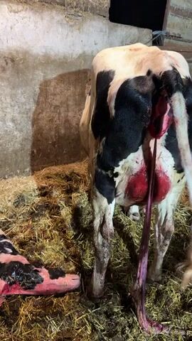 The video shows a newborn calf lying on a bed of straw in what appears to be a barn. The calf is wet and has black and white markings. A portion of the mother cow is visible in the background, and it appears she is also in the process of giving birth. The scene suggests a natural birth in a farm setting.
