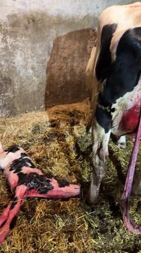 Newborn calf and mother in a Bulgarian barn, just after birth