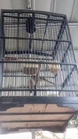 A birdcage hangs from a ceiling. Inside the cage are two perches, food and water dishes, and a bird. The bird is small and light-colored with some darker markings. It is perched on one of the perches and appears to be eating. The cage is made of black metal bars and has a wooden base. The ceiling appears to be made of corrugated metal.