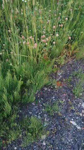 The video shows a grassy field with pink clover flowers and tall grass. In the background, there are trees and some houses. The camera pans across the field, capturing the natural beauty of the landscape. The lighting suggests it is daytime, possibly late afternoon or early evening, given the soft light. There are no people or animals visible in the video. The ground in the foreground appears to be dirt and gravel, indicating a path or edge of the field.