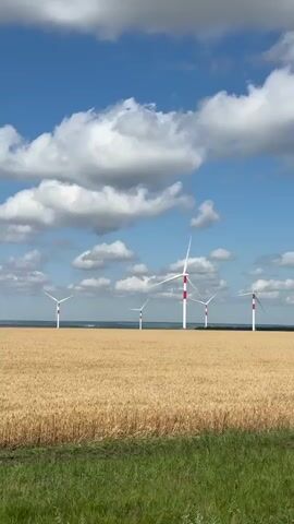 A wide shot captures a golden field of wheat under a bright blue sky with fluffy white clouds. In the distance, a row of white and red wind turbines stands tall, their blades slowly turning. The foreground shows a strip of green grass. The scene suggests a clear, sunny day in a rural area with renewable energy infrastructure.