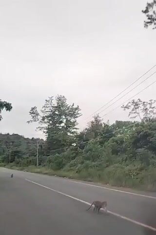 A paved road stretches through a rural landscape, flanked by dense green vegetation, under an overcast sky. A small monkey is seen walking from the right side of the road towards the left. Further down the road, another monkey is visible on the left side. Power lines run parallel to the road overhead. The scene depicts wildlife interacting with human infrastructure in what appears to be Lamtamot, Indonesia. The video is recorded from a vehicle, with no other people or vehicles explicitly visible. The time of day is daytime, with diffused light due to the cloudy conditions.