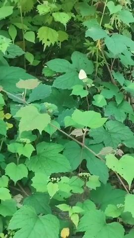 A white butterfly is resting on the leaves of a plant in a forest. The plant has large green leaves and some small white flowers. The butterfly is facing to the right and its wings are closed. The background is blurry and out of focus, but it appears to be more foliage. The lighting is natural and appears to be daylight.