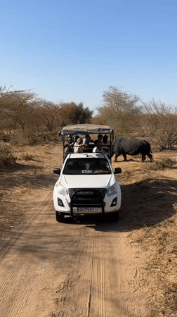 Safari group spots rhinos, zebras in Senegal savanna