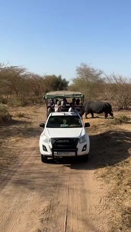 A white Isuzu pickup truck, modified into a safari vehicle with an open-top back and a canopy, is parked on a dusty, unpaved dirt road. Several people are visible in the back of the vehicle, seemingly on a wildlife viewing excursion. The front of the vehicle displays "ISUZU" on the grille and "AA-775 KT" on its license plate.

Behind the vehicle, a large black rhinoceros emerges from the dry bushland on the right side of the frame. It slowly walks across the dirt path, passing behind the stationary safari vehicle. The surrounding environment consists of arid savanna landscape with sparse, dry trees and shrubs under a clear, bright blue sky. The scene depicts a sunny day, likely in the Communauté rurale de Sindia, Senegal, as indicated by the context. The people in the vehicle are observing the rhinoceros as it moves across their path.