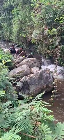 The video shows a group of people navigating a shallow, rocky stream in a jungle environment. The people are wearing dark clothing and green head coverings. They appear to be moving upstream, wading through the water and climbing over large, moss-covered rocks. The stream has a moderate flow with some small cascades. Dense green foliage, including ferns and bamboo, lines the banks of the stream. The water is murky brown. One person is shown reaching down to pick up something from the water near a small waterfall. The camera is positioned at a slight elevation, looking down into the stream.