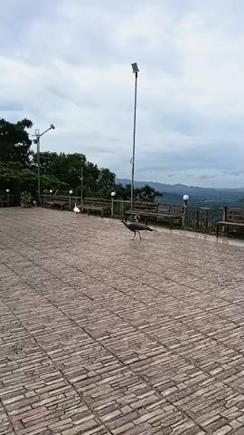 The video shows an outdoor paved area with benches and trees in the background. A peacock is walking across the paved area. Another bird, possibly a duck or another peacock, is visible in the background. The sky is cloudy, and a distant landscape is visible. There are lights and poles in the scene.