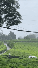 Morning routine documented in Chithirapuram tea plantation region