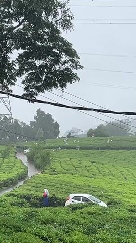 A wide shot captures a verdant tea plantation on a misty, rainy day. In the foreground, a large, dark green tree with many branches partially obscures the upper left corner of the frame. Below the tree, a paved path curves through the tea plants. A person in a blue top and white pants, holding a white umbrella, walks along the path among the tea bushes. To their right, a white car is parked within the tea plantation, its front bumper visible. In the midground, numerous workers, some holding umbrellas, are scattered throughout the tea fields, tending to the plants. Overhead, power lines stretch across the sky, with a tall metal power pole visible on the left side of the frame. The background features more tea fields and distant hills shrouded in mist, with hints of structures on a higher elevation. The overall atmosphere is overcast and damp.