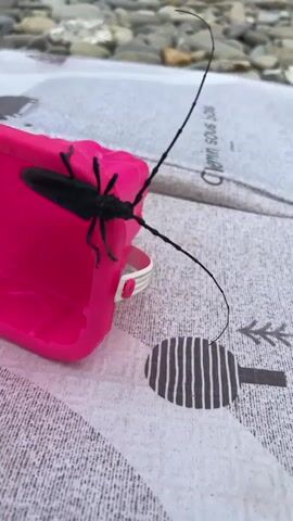 A black beetle with long antennae is crawling on a bright pink object that appears to be a phone case or a similar accessory. The object is resting on a patterned cloth, possibly a beach towel or picnic blanket. The background shows a blurry collection of smooth, gray and beige pebbles, suggesting an outdoor environment like a beach or riverbank. The beetle moves slowly, its antennae twitching.