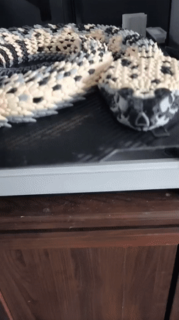Person documents 3D-printed snake toy in Russian village