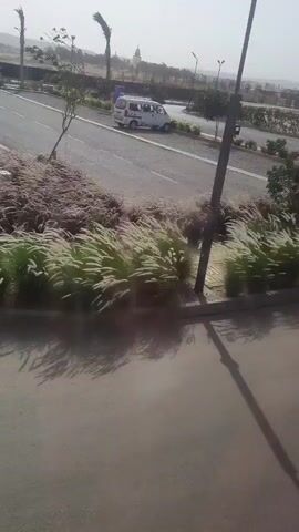 The video shows a view from an elevated position, possibly a balcony or a building, overlooking a road and some landscaped areas. A white van with blue markings is driving on the road. There are grassy plants and shrubbery growing in rectangular beds along the side of the road and on an adjacent walkway. A paved walkway is visible, leading towards the road. In the distance, there's a vague view of buildings, possibly including a mosque or church spire. The sky is bright, suggesting daylight, but also hazy. The camera appears to be handheld and the movement is minimal, but there is slight panning. The plants closest to the camera are in sharp focus, while objects further away are less clear.