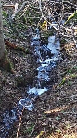 A small stream, partially frozen, runs through a wooded area. Fallen leaves and branches litter the ground around the stream. A tree trunk is visible on the left edge of the frame. The sun is shining, casting shadows throughout the scene.