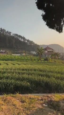 The video shows a landscape scene, likely in a rural or semi-rural area, with a focus on a sunlit field. The foreground is dominated by green vegetation, appearing to be crops or tall grass, with a dirt path or edge visible at the very bottom. In the middle ground, there is a field of green crops, possibly rice paddies or similar, with a few scattered trees, including what looks like a banana tree. Further in the background, there are buildings under construction, with visible scaffolding and concrete structures. A finished house with a red roof is also visible. The background is composed of a gently sloping hill or mountain covered in trees, with a clear, hazy sky. The sun is low in the sky, indicating either sunrise or sunset, casting a warm glow over the scene. The camera appears to be moving, panning across the landscape. There are no people visible in the video.