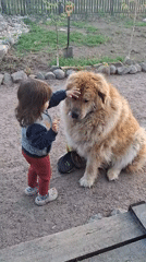 Child plays with large dog on gravel path in Russia