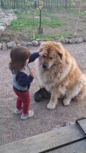 Child plays with large dog on gravel path in Russia