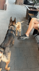 German Shepherd mix and smaller dog meet on Tbilisi pavement