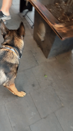 German Shepherd mix and smaller dog meet on Tbilisi pavement
