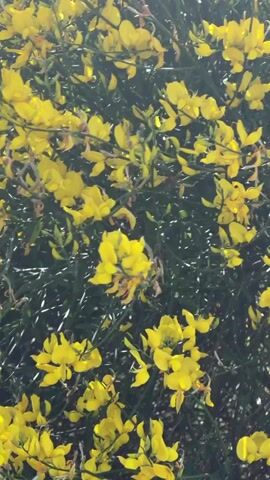 The video shows a close-up view of yellow flowers on a green bush. The flowers are small and clustered together on thin, dark green stems. The background is a blur of green and some areas of bright sunlight, suggesting an outdoor setting. The camera is stationary, providing a steady, unobstructed view of the flora. There are no people or animals visible in the video. The lighting is natural, and the overall impression is one of natural beauty and vibrancy.