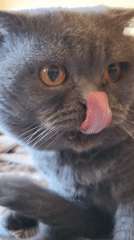 Morning moments: Grey cat grooming, sunny residential streets observed