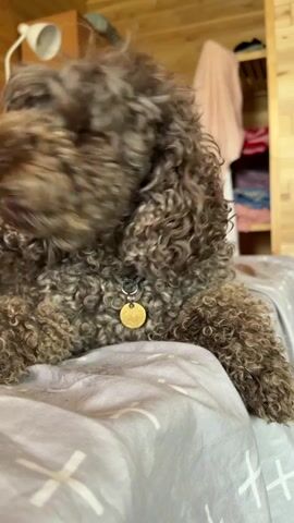 A dark brown poodle with curly fur is lying on a bed with white and grey patterned sheets. The dog is wearing a collar with a gold circular tag. The background consists of wooden walls and a closet containing folded clothes and a white lamp. The dog moves its head and flicks its tongue.