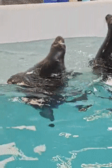 Seal show underway at a Listvyanka aquatic facility