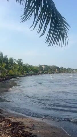 The video shows a coastal scene on a sunny day. A beach with dark sand and some debris is visible in the foreground. The water is choppy with small waves. A few palm trees and other greenery line the shore, with a building visible in the background. A pier extends into the water. A palm frond is partially visible at the top of the frame. There are no people visible in the scene.